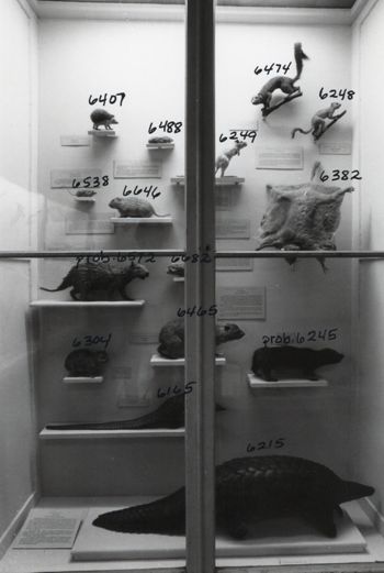 Media type: image; Mammalogy 6407 shows cataloged_item 6488 shows cataloged_item 6538 shows cataloged_item 6646 shows cataloged_item 6474 shows cataloged_item 6249 shows cataloged_item 6248 shows cataloged_item 6382 shows cataloged_item 6572 shows cataloged_item 6682 shows cataloged_item 6465 shows cataloged_item 6304 shows cataloged_item 6165 shows cataloged_item 6245 shows cataloged_item 6215 Description: Image of historic display showing MCZ 6165, MCZ 6215, MCZ 6245, MCZ 6248, MCZ 6249, MCZ 6304, MCZ 6382, MCZ 6407, MCZ 6465, MCZ 6474, MCZ 6488, MCZ 6538, MCZ 6572, MCZ 6646, and MCZ 6682;